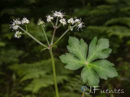 Attēlu rezultāti vaicājumam “Sanicula europaea”