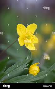 Attēlu rezultāti vaicājumam “Anemone ranunculoides bud”