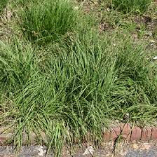 Attēlu rezultāti vaicājumam “Carex nigra”