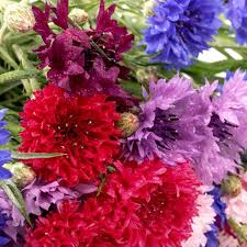 Image result for Centaurea cyanus