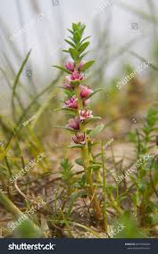 Attēlu rezultāti vaicājumam “Glaux maritima”