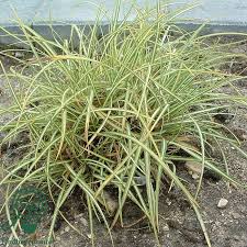 Attēlu rezultāti vaicājumam “Carex ornithopoda”