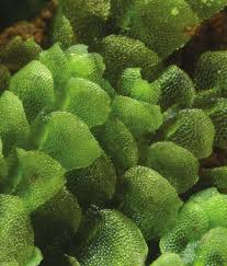 Attēlu rezultāti vaicājumam “Calypogeia azurea macro”