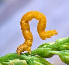 Attēlu rezultāti vaicājumam “Geometridae”