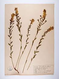 Image result for Genista tinctoria