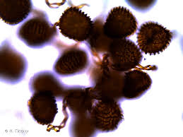 Attēlu rezultāti vaicājumam “Fossombronia wondraczekii”