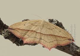 Attēlu rezultāti vaicājumam “Timandra comae”