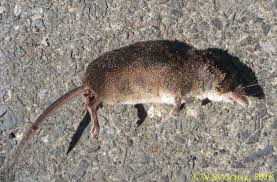 Attēlu rezultāti vaicājumam “Sorex araneus”