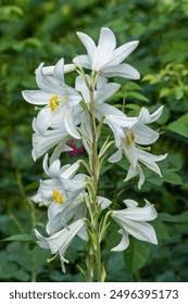Attēlu rezultāti vaicājumam “Campanula persicifolia leaf”