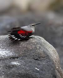 Image result for Tichodroma muraria