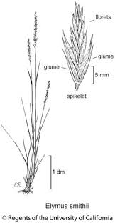 Attēlu rezultāti vaicājumam “Elytrigia repens”