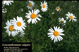 Attēlu rezultāti vaicājumam “Leucanthemum vulgare flower”