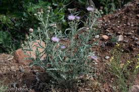 Attēlu rezultāti vaicājumam “Cirsium x rigens flower”