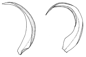 Attēlu rezultāti vaicājumam “Scorpidium cossonii”
