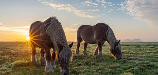 Afbeeldingsresultaat voor paarden