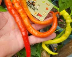 Afbeeldingsresultaat voor biker billy jalapeno hot pepper