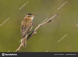 Attēlu rezultāti vaicājumam “Acrocephalus schoenobaenus”