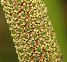 Image result for Calamus nodosus