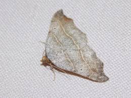 Attēlu rezultāti vaicājumam “Laspeyria flexula”