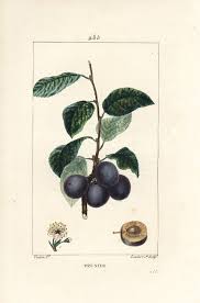 Attēlu rezultāti vaicājumam “Prunus (plum-tree) fruit”