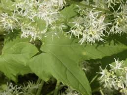 Attēlu rezultāti vaicājumam “Echinocystis lobata leaf”
