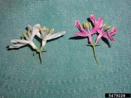 Attēlu rezultāti vaicājumam “Lonicera tatarica bud”