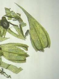 Attēlu rezultāti vaicājumam “Brachythecium”