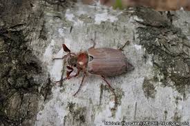 Attēlu rezultāti vaicājumam “Melolontha melolontha imago”