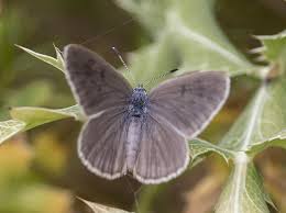 Attēlu rezultāti vaicājumam “Maculinea alcon female”