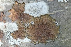 Attēlu rezultāti vaicājumam “Melanohalea olivacea”