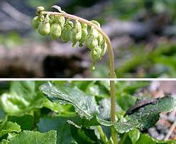 Attēlu rezultāti vaicājumam “Orthilia secunda”