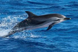 Image result for Stenella coeruleoalba