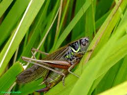 Attēlu rezultāti vaicājumam “Metrioptera roeselii”