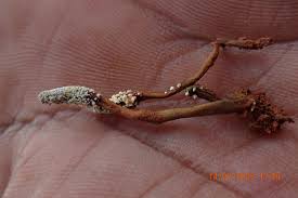 Attēlu rezultāti vaicājumam “Neocudoniella albiceps”