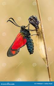 Attēlu rezultāti vaicājumam “Zygaena cocoon”