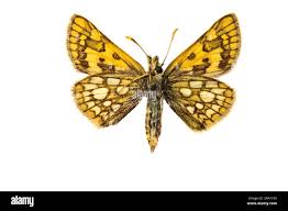 Attēlu rezultāti vaicājumam “Carterocephalus silvicolus underside”