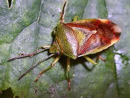 Attēlu rezultāti vaicājumam “Elasmostethus interstinctus nymph”