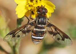 Attēlu rezultāti vaicājumam “Exoprosopa capucina”