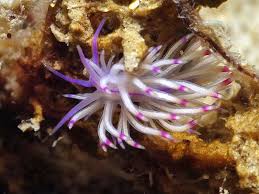 Attēlu rezultāti vaicājumam “Diderma subincarnatum sessile”