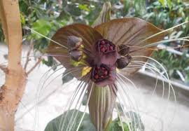 Image result for Tacca chantrieri