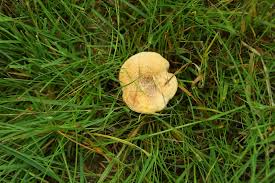 Attēlu rezultāti vaicājumam “Polyporus ciliatus”
