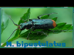 Attēlu rezultāti vaicājumam “Malachius bipustulatus”