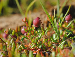Attēlu rezultāti vaicājumam “Oxycoccus microcarpus”