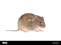 Attēlu rezultāti vaicājumam “Microtus agrestis”