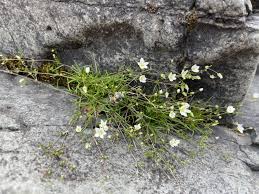 Attēlu rezultāti vaicājumam “Sagina nodosa”