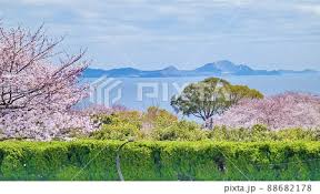 「桃井桜」の画像検索結果