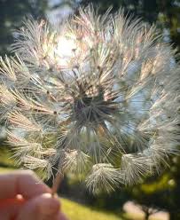Attēlu rezultāti vaicājumam “Taraxacum officinale aggr. fruit”