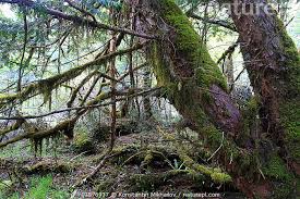 Attēlu rezultāti vaicājumam “Taxus wallichiana”