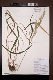 Attēlu rezultāti vaicājumam “Cinna latifolia”