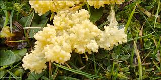 Attēlu rezultāti vaicājumam “Fuligo septica cf. septica”